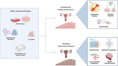 Biotechnological progresses in modelling the human endometrium: the evolution of current in vitro techniques and emerging trends